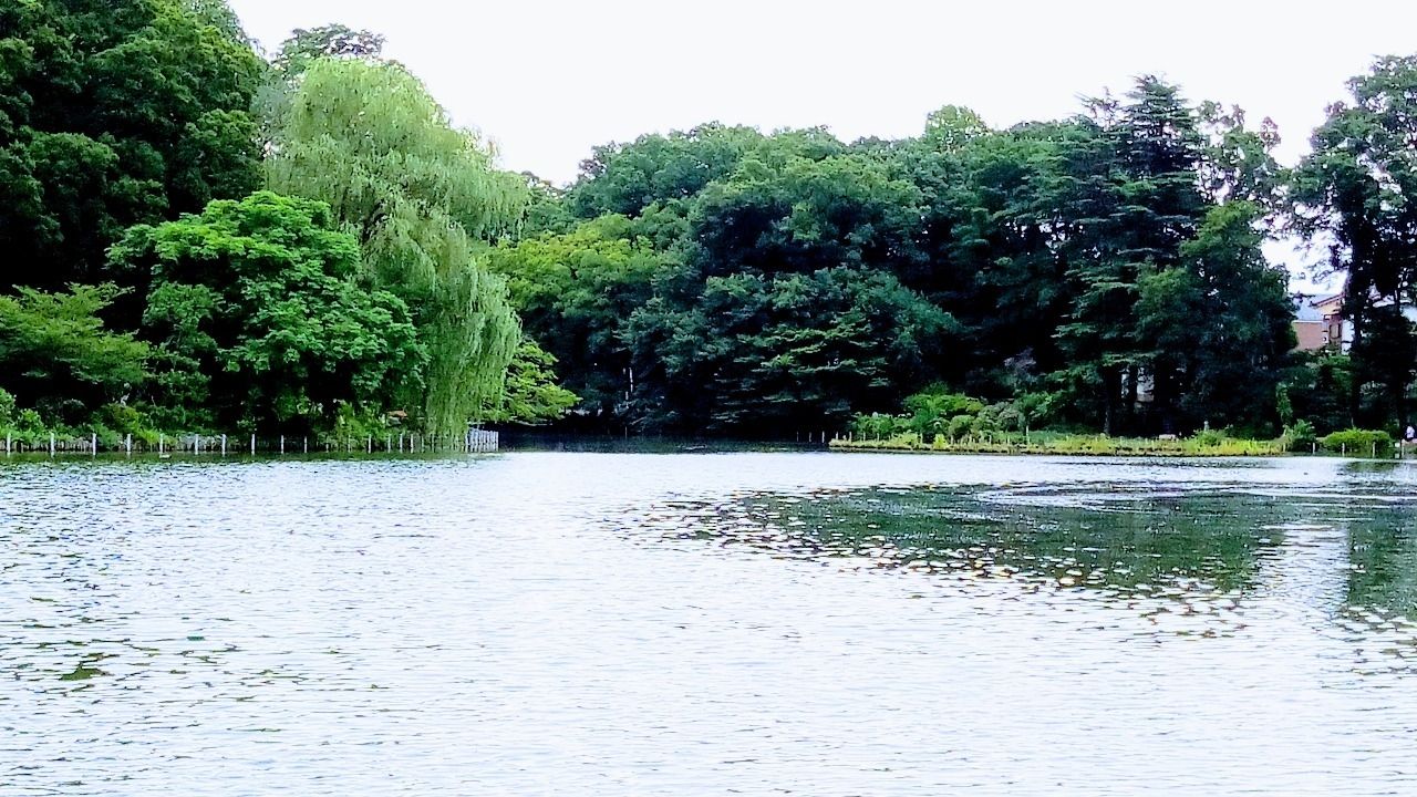 善福寺公園
